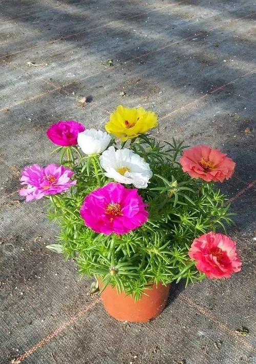 以太阳花的花语含义及象征意义（探寻以太阳花的隐藏信息与美丽之谜）