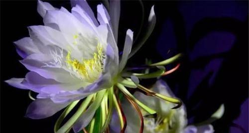 昙花传说与花语解读（昙花的传说故事和花语意义）