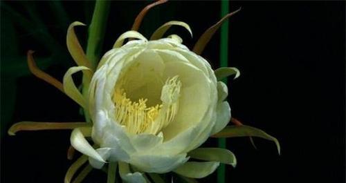昙花传说与花语解读（昙花的传说故事和花语意义）