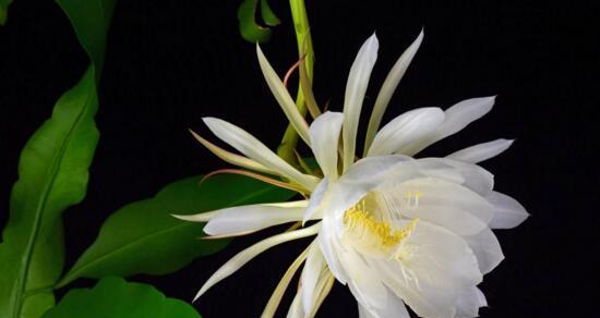 昙花传说与花语解读（昙花的传说故事和花语意义）