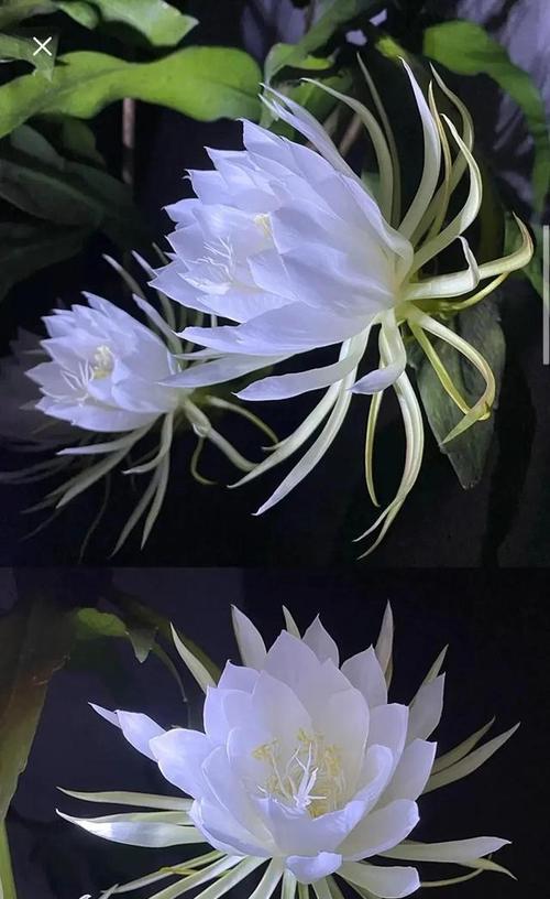 昙花的花语与寓意（探索昙花的生命之美与象征意义）
