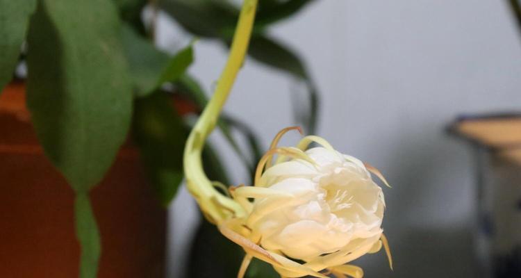 昙花花语的奇妙寓意（探寻昙花花语的意义和表达方式）
