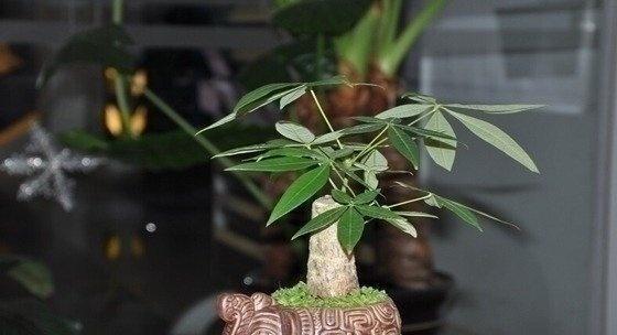 大发财树的养护方法（打造旺盛的大发财树）