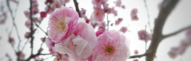桃花的花语与象征意义（揭示桃花的浪漫与吉祥）