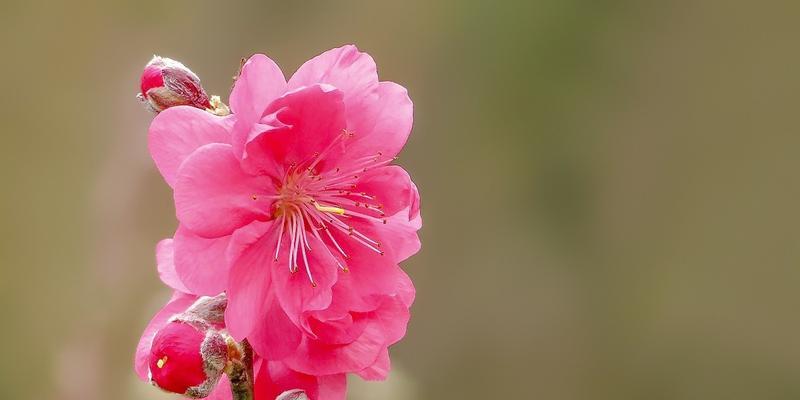 桃花的象征与寓意——花开人间，美好无限（从桃花寓意到文化象征）