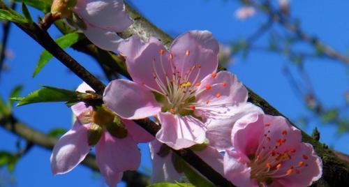 桃花的象征与寓意——花开人间，美好无限（从桃花寓意到文化象征）