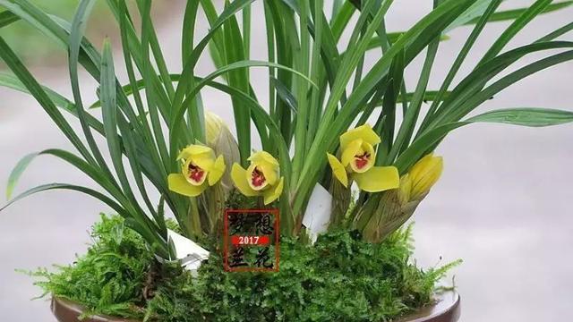 打造大富贵，轻松上手养殖方法（小投入）