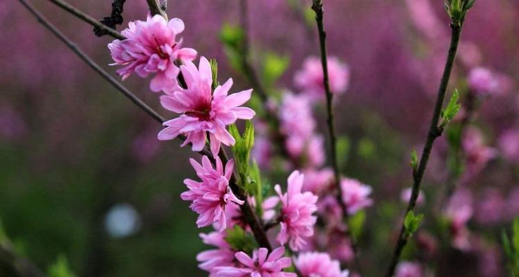 桃花的寓意与象征在古代的意义（桃花）