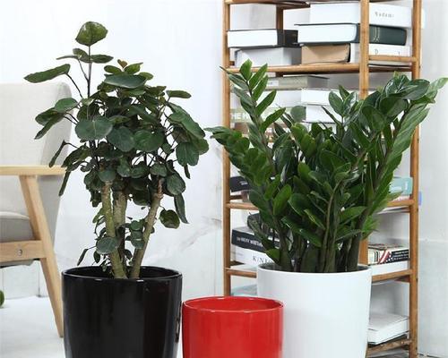 大高花盆适合养什么花（选择适宜的花卉品种）