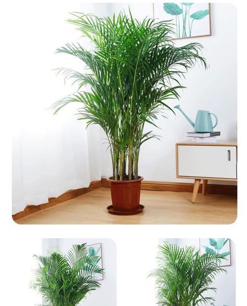 大高花盆适合养什么花（选择适宜的花卉品种）