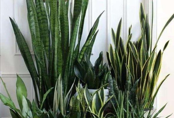 大高花盆适合养什么花（选择适宜的花卉品种）
