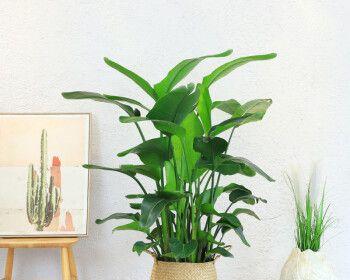 天堂鸟（探寻天堂鸟的内涵与象征意义）
