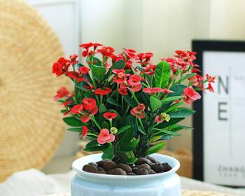 铁海棠的寓意与象征风水（花中坚毅与生命之美）