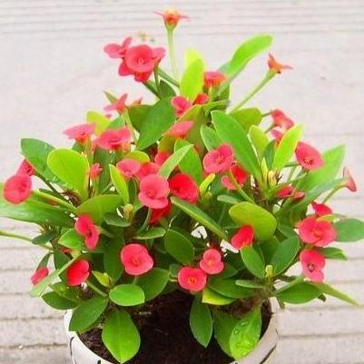 铁海棠的寓意与象征风水（花中坚毅与生命之美）
