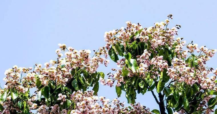 大红豆种植时间与方法（养护要点及丰收技巧）