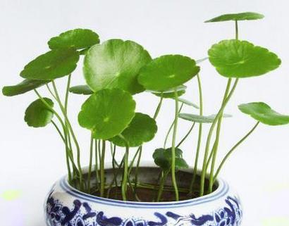 铜钱草的寓意和花语（揭秘铜钱草的象征意义和传达的信息）