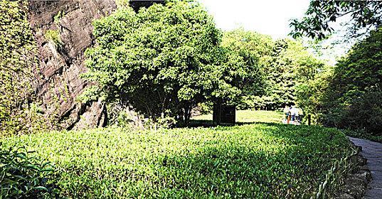 揭秘大红袍的神秘故事（探访大红袍的发源地及传承情况）