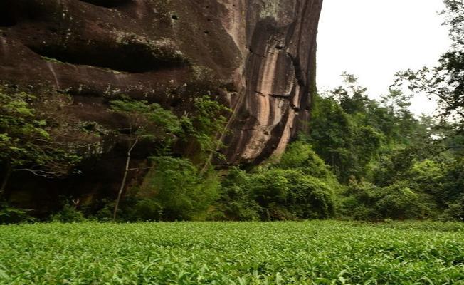 探寻大红袍的故乡——武夷山（从岩骨、油香到毫气）