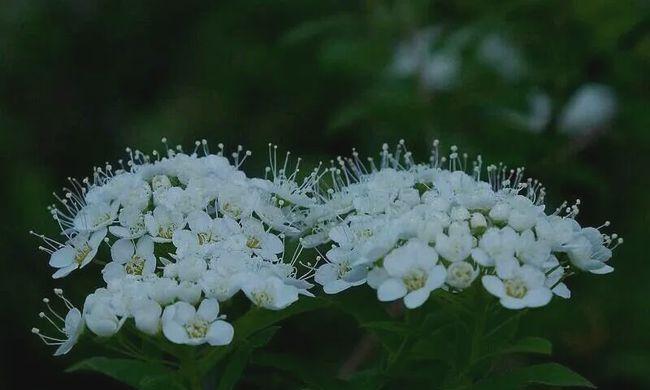 荼蘼花语——爱情永恒（揭开荼蘼花的花语之谜）