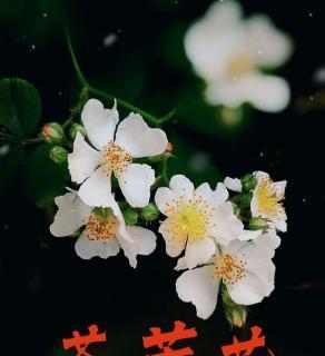 荼蘼花语——爱情永恒（揭开荼蘼花的花语之谜）
