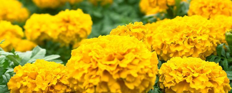 万寿菊（探寻万寿菊的花语与象征意义）