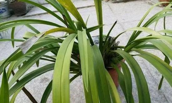 大花蕙兰烂根救治方法