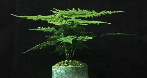 文竹的风水及寓意（探秘文竹的好运秘密）