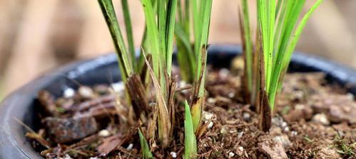 大花蕙兰种植全攻略（如何配土才能让大花蕙兰茁壮成长）