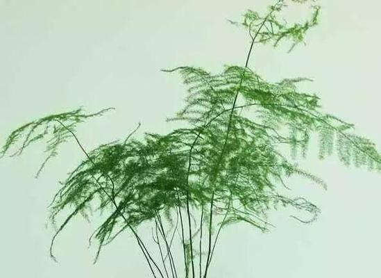 文竹的花语与故事（用生命之花绽放希望的力量）