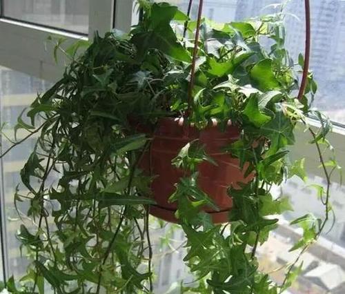 大花盆适合种什么花（选择大花盆的技巧和建议）