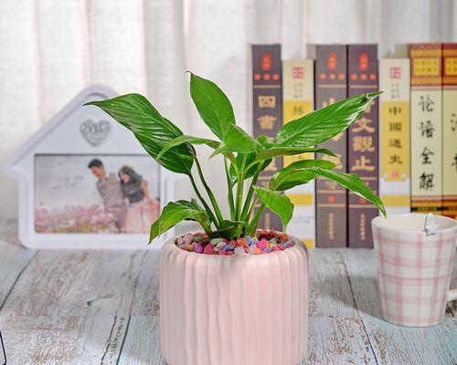 大花盆适合种什么花（选择大花盆的技巧和建议）
