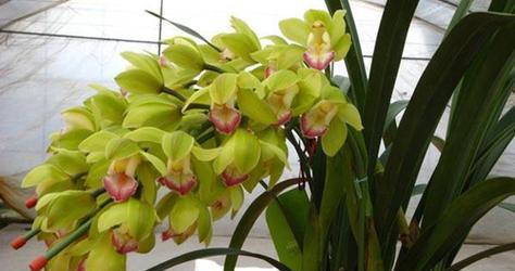 大惠兰花期（如何欣赏大惠兰花的美）