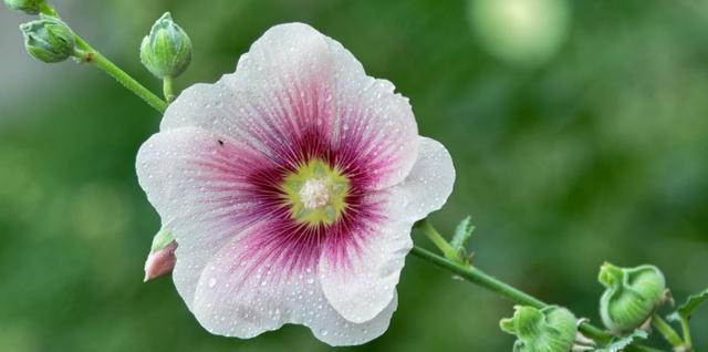 五月盛开的代表之花（五月最美的花朵与花语）