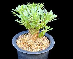 大戟科植物全方位解析——探秘其药用价值与栽培技巧（从历史传承到现代应用）