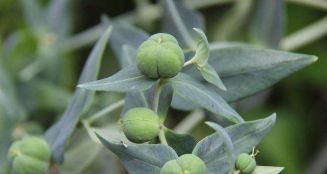 大戟科植物全方位解析——探秘其药用价值与栽培技巧（从历史传承到现代应用）