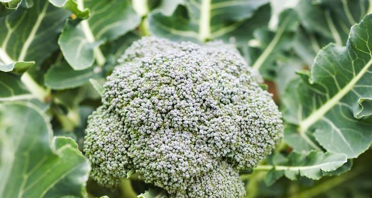 西兰花之美（探索西兰花的花语和寓意）