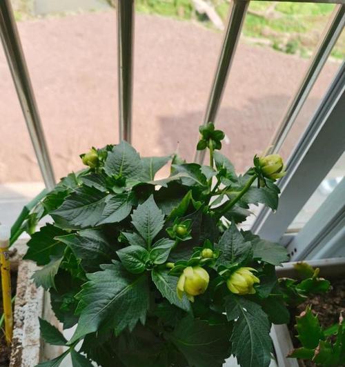 大理菊的种植与养护（打造花园中的明珠）