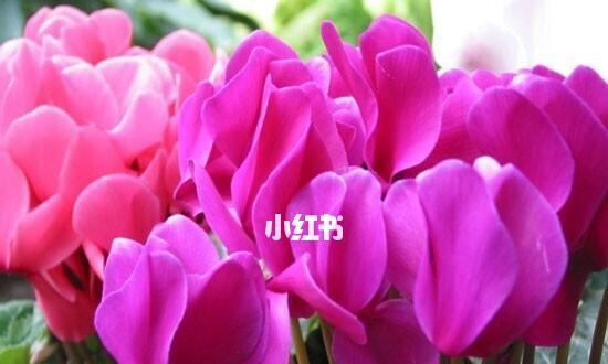 仙客来花语（揭示花卉传递的深刻情感）