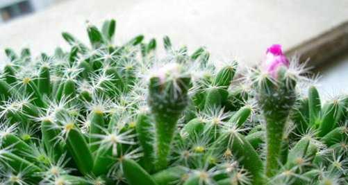 仙人球的美丽传说（探索仙人球花语的神秘力量）