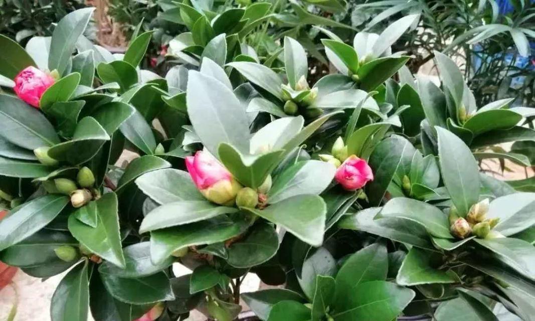 大丽花为何光长叶子不开花（探究大丽花不开花的原因和解决方法）