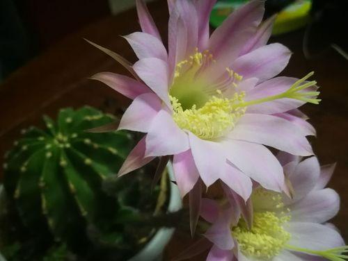 仙人球花开的寓意与象征（探寻仙人球花的神秘之美）