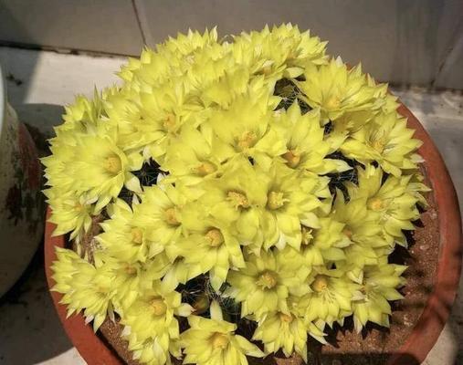 仙人球花开的美丽与象征（探寻仙人球花开的寓意与魅力）