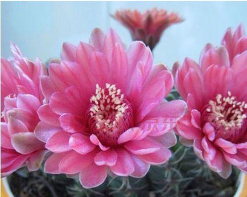 仙人球花开的美丽与象征（探寻仙人球花开的寓意与魅力）