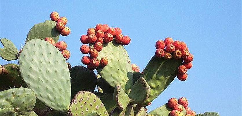 仙人掌花语与寓意（从仙人掌中汲取智慧）