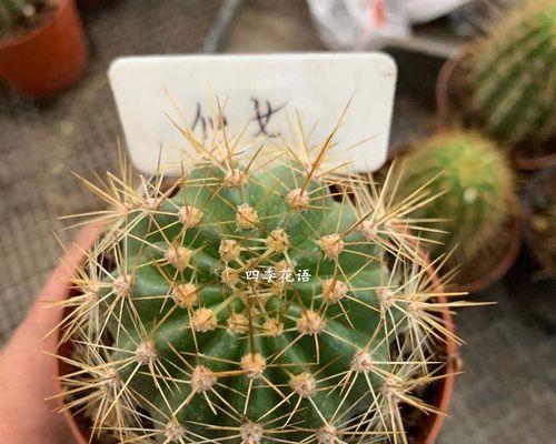 探秘仙人掌花的花语（解读仙人掌花的神秘符号与意义）