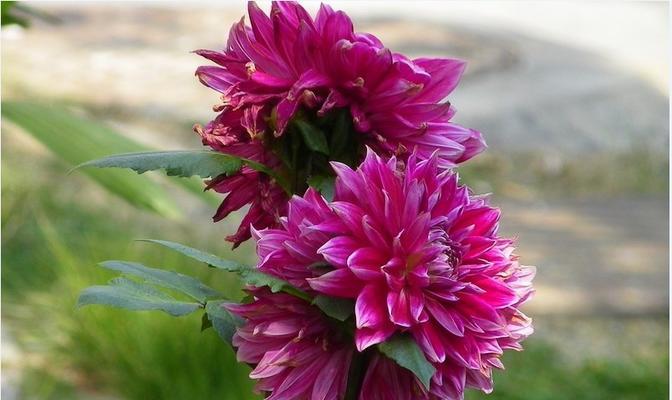 大丽花开花季节与花期时间解析（探究大丽花开花的奥秘）