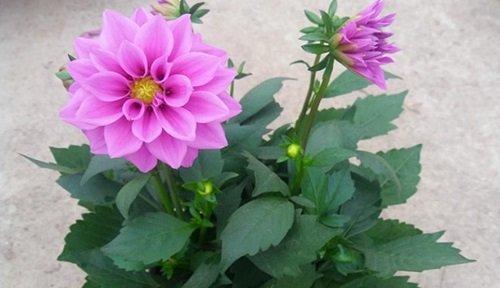 大丽花——一种优美多年生的花卉（了解大丽花的生长习性及养护技巧）
