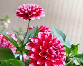 大丽花四季开花之真相剖析（揭秘大丽花开花习性）