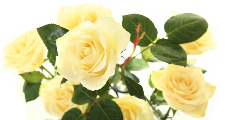 香槟玫瑰花语与寓意，让爱更美好（探寻香槟玫瑰的浪漫与神秘）