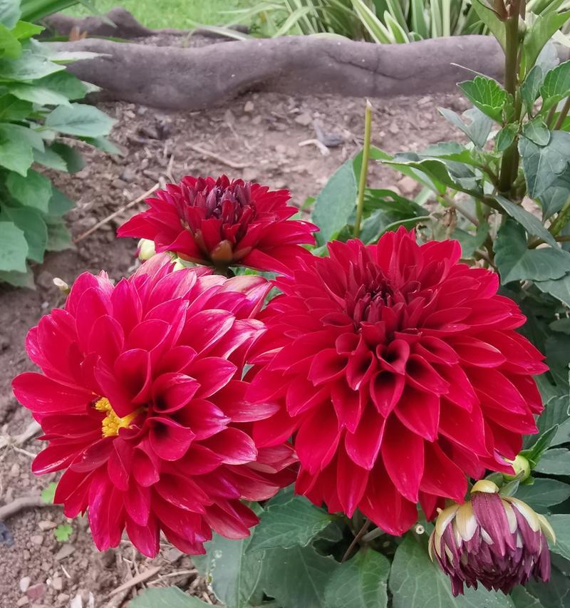 如何让大丽花度过寒冷冬季（冬季大丽花的养护技巧）
